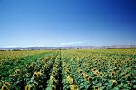Sunflower Field, Dixon California, FMNV03P01_12