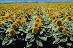 Sunflower Field, Dixon California, FMNV03P03_07.0949