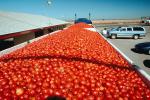 Tomato filled trailers, cars, FMNV03P05_09.0839