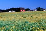 Yellow Flowers, barn, outdoors, outside, exterior, rural, building, architecture, silo, FMNV03P09_10