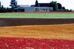 colorful fields, home, house, barn, building, Dirt, soil, FMNV03P11_12
