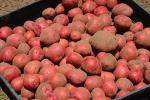 Potatoes, spuds, Occidental, Sonoma County, California, FMNV04P04_01.0950