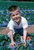 Boy picking Strawberries, 1960s, FMNV05P05_15