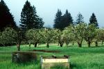 Gravenstein Apples, Occidental, California, bee pollinators, Fiore Lane, FMNV06P05_05