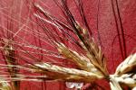 Wheat, FMNV06P06_18