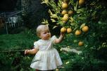 Child picking oranges from an orange tree, orchard, 1950s, FMNV07P01_19