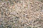 Grain of Wheat Texture, FPCV01P03_18
