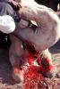 Camel Slaughter, Blood, bleeding neck, FPMV01P03_08