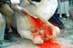 Camel Slaughter, Blood, bleeding neck, meat, killing, FPMV01P03_10