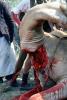 Camel Slaughter, Blood, bleeding neck, meat, killing, FPMV01P03_13