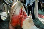 Camel Slaughter, Blood, bleeding neck, meat, killing, FPMV01P03_14