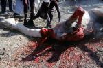 Camel Slaughter, Blood, bleeding neck, meat, killing, dead animal, FPMV01P03_15