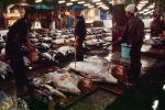 bringing in Tuna for auction at the Tsukiji Fish Market, Tokyo, FPOV01P04_02