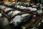 bringing in Tuna for auction at the Tsukiji Fish Market, Tokyo, FPOV01P04_07