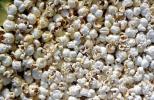 Popcorn Texture, background, sweets, sugar, glucose, unhealthy, confection, tasty, FTCV02P02_09
