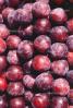 Plums, texture, background, FTFV01P14_17