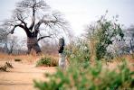 Woman Carrying a Bucket of Water, Baobab Tree, Path, Dirt, soil, Adansonia, FWWV01P09_03