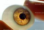 Eyeball, iris, pupil, glass eye, veins, Sclera, HAEV01P03_10