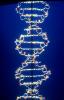 DNA Double Helix, Nucleotides, chain, HAHV01P01_03