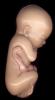Fetus, Embryology, Fetal Development, HAIV01P11_01