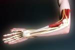 Hand, Bones, Arm, Elbow, HASV01P14_01