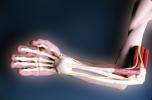 Hand, Bones, Arm, Elbow, HASV01P14_10