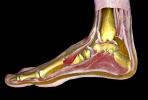 Foot, Toes, Joints, Ankle, Heal, Skin, Epidermis, Muscles, Ligaments, HASV01P15_14B