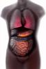 Lungs, Stomach, Intestines, Torso, Liver, HAWV01P03_11