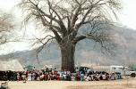Well Baby Clinic, Baobab Tree, Adansonia, Rushinga, HOFV01P04_02
