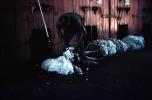 Sheep Shearing, Wool, ITMV01P09_11