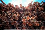 Logs, stacked, stacks, pile, Mendocino County, California, IWLV01P06_14.2172