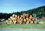 evergreen, conifer, log, pile, stack, IWLV01P12_07