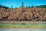 evergreen, conifer, log, pile, stack, IWLV01P12_09.2172