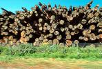 evergreen, conifer, log, pile, stack, IWLV01P12_11.2172