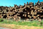 evergreen, conifer, log, pile, stack, IWLV01P12_12.2172