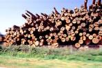 evergreen, conifer, log, pile, stack, IWLV01P12_13