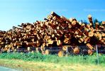 evergreen, conifer, log, pile, stack, IWLV01P12_14