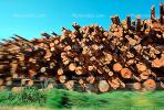evergreen, conifer, log, pile, stack, IWLV01P12_16.2172