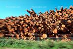evergreen, conifer, log, pile, stack, IWLV01P12_17.2172