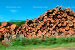 evergreen, conifer, log, pile, stack, IWLV01P12_19.2172