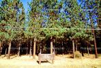 Ponderosa Pine, Farm, Forest, Renewable Resource, IWLV01P14_11