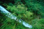 Kegon Falls, Kegonnotaki, Trees, Nikko, NAJV01P02_04.1270