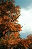 Maple Trees, Nikko, autumn, NAJV01P08_10