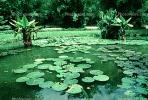 Lily pads, toadstools, broad leaved plant, NBBV01P01_03