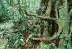 Rain Forest, Tree Root, trunk, Jungle, verdant, NBCV01P01_13