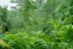 Rain Forest, Jungle, verdant, NBCV01P01_14
