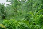 Rain Forest, Jungle, verdant, NBCV01P01_14B