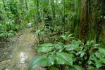 Rain Forest, Jungle, verdant, NBCV01P01_15