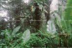 Rain Forest, Jungle, verdant, NBCV01P02_06