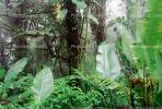 Rain Forest, Jungle, verdant, NBCV01P02_06B